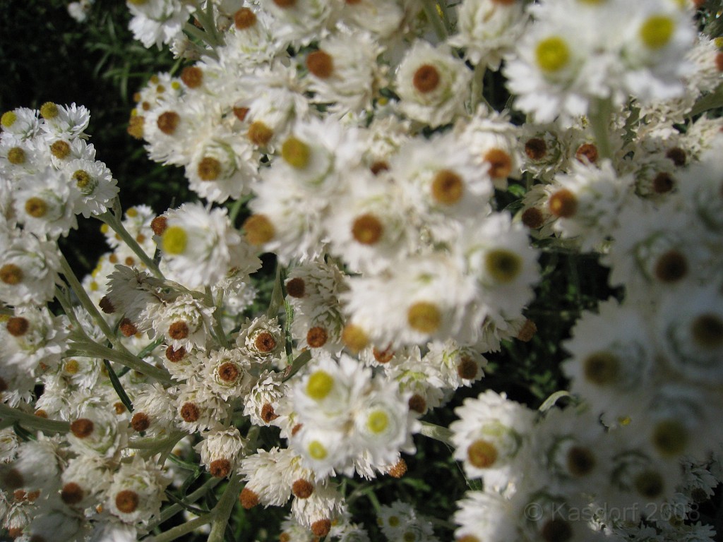 Michigans West Coast 2009 1930.jpg - Labor Day 2009. A trip along Michigans west coast to see beachs, art and buffets.